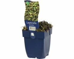 FLORASELF Koperknoopje Leptinella Potentillina Ø 11 Cm