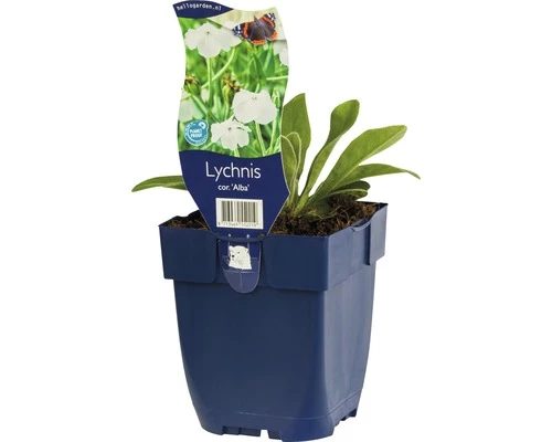 FLORASELF Prikneus Lychnis Coronaria Ø 11 Cm 4 FLORASELF Prikneus Lychnis Coronaria Ø 11 Cm - Afbeelding 2