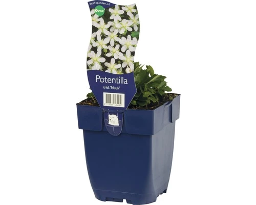 FLORASELF Ganzerik Potentilla Tridentata Ø 11 Cm 3 FLORASELF Ganzerik Potentilla Tridentata Ø 11 Cm