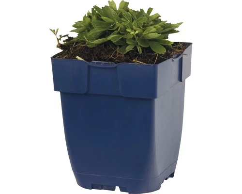 FLORASELF Ganzerik Potentilla Tridentata Ø 11 Cm 4 FLORASELF Ganzerik Potentilla Tridentata Ø 11 Cm - Afbeelding 2