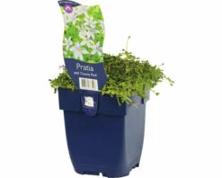 FLORASELF Pratia Pratia Pedunculata 'County Park' Potmaat Ø 11 Cm H 5 Cm