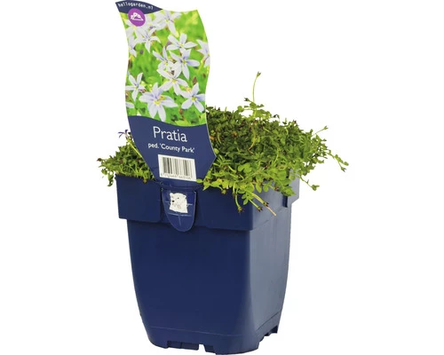 FLORASELF Pratia Pratia Pedunculata 'County Park' Potmaat Ø 11 Cm H 5 Cm 3 FLORASELF Pratia Pratia Pedunculata 'County Park' Potmaat Ø 11 Cm H 5 Cm