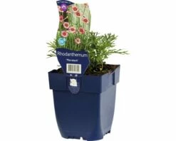 FLORASELF Madeliefje Rhodanthemum 'Marrakesh' Potmaat Ø 11 Cm H 5-10 Cm