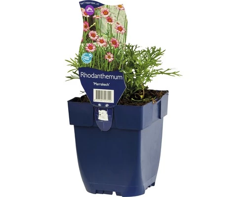 FLORASELF Madeliefje Rhodanthemum 'Marrakesh' Potmaat Ø 11 Cm H 5-10 Cm 3 FLORASELF Madeliefje Rhodanthemum 'Marrakesh' Potmaat Ø 11 Cm H 5-10 Cm