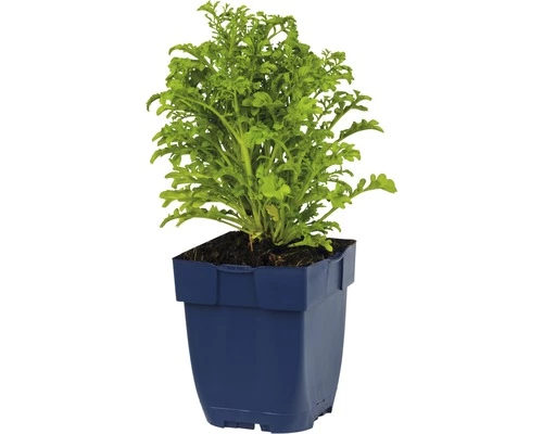 FLORASELF Duifkruid Scabiosa Columbaria Ø 11 Cm 4 FLORASELF Duifkruid Scabiosa Columbaria Ø 11 Cm - Afbeelding 2