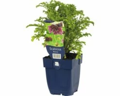 FLORASELF Duifkruid Scabiosa Columbaria Ø 11 Cm