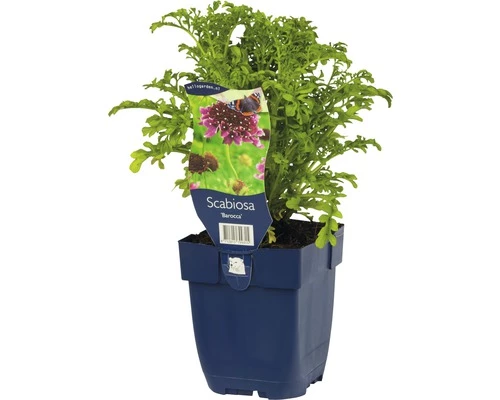 FLORASELF Duifkruid Scabiosa Columbaria Ø 11 Cm 3 FLORASELF Duifkruid Scabiosa Columbaria Ø 11 Cm