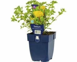 FLORASELF Vetkruid Sedum Hybridum 'Immergrünchen' Potmaat Ø 11 Cm H 5-10 Cm