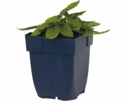 FLORASELF Andoorn Stachys Monieri Ø 11 Cm -FLORASELF Verkoop DV 8 6018069 02 4c DE 20191214211700