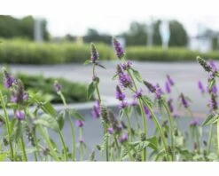 FLORASELF Andoorn Stachys Monieri Ø 11 Cm