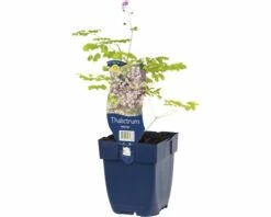 FLORASELF Chinese Ruit Thalictrum Delavayi Ø 11 Cm