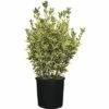 FLORASELF Kardinaalshoed Euonymus Japonicus 'Bravo' Potmaat Ø 34.0 Cm H 60-80 Cm -FLORASELF Verkoop DV 8 6021636 01 4c CH 20210303131659