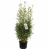 FLORASELF Bamboe Fargesia Murialeae 'Blue Lizard' Potmaat 28 Cm H 80-100 Cm -FLORASELF Verkoop DV 8 6028314 02 4c DE 20230301094754