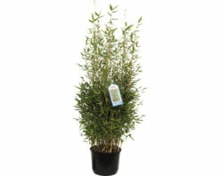 FLORASELF Bamboe Fargesia Murialeae 'Blue Lizard' Potmaat 28 Cm H 80-100 Cm