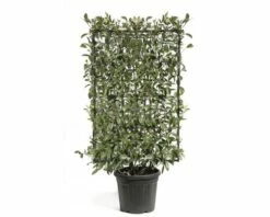 FLORASELF Glansmispel Photinia X Fraseri 'Red Robin' H 110-120 Cm -FLORASELF Verkoop DV 8 6032759 02 4c CH 20201218114755