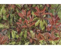 FLORASELF Glansmispel Photinia X Fraseri 'Red Robin' H 110-120 Cm