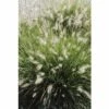 FLORASELF® Lampepoetsersgras Pennisteum Alopecuroides 'Hameln' Potmaat Ø24 Cm -FLORASELF Verkoop DV 8 6053691 01 4c DE 20210113114751