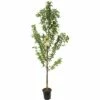 FLORASELF Perzik Op Stam Prunus Persica Saturn Laag -FLORASELF Verkoop DV 8 6054471 01 4c NL 20170610013826