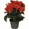 FLORASELF Begonia Baladin Rood Ø14 Cm H35 Cm 2 FLORASELF Begonia Baladin Rood Ø14 Cm H35 Cm -FLORASELF Verkoop DV 8 6069207 01 4c DE 20180629131654