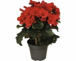 FLORASELF Begonia Baladin Rood Ø14 Cm H35 Cm