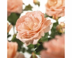 FLORASELF Klimroos Rosa 'Bonita' Renaissance Potmaat Ø 18 Cm H 90-110 Cm