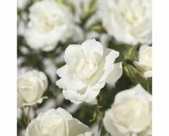 FLORASELF® Klimroos Rosa Climbing Iceberg C5 Wit