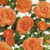 FLORASELF® Klimroos Rosa Newsflash C5 Oranje 1 FLORASELF® Klimroos Rosa Newsflash C5 Oranje -FLORASELF Verkoop DV 8 6069453 01 4c NL 20170512101435