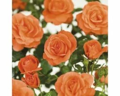 FLORASELF® Klimroos Rosa Newsflash C5 Oranje