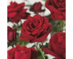 FLORASELF® Klimroos Rosa Santana C5 Rood