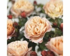 FLORASELF® Struikroos Rosa 'Marie Curie' Potmaat Ø 18 Cm -FLORASELF Verkoop DV 8 6069462 02 4c NL 20200627221659