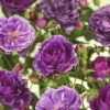 FLORASELF® Rozenstruik Rosa Minerva C5 Paars -FLORASELF Verkoop DV 8 6069463 01 4c NL 20170516121809