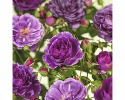 FLORASELF® Rozenstruik Rosa Minerva C5 Paars
