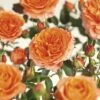 FLORASELF® Rozenstruik Rosa Orange Meilove C5 Oranje -FLORASELF Verkoop DV 8 6069465 01 4c NL 20170516121708