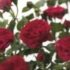 FLORASELF® Rozenstruik Rosa Leonardo Da Vinci C5 Rood -FLORASELF Verkoop DV 8 6069466 01 4c NL 20170516121840
