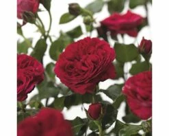 FLORASELF® Rozenstruik Rosa Leonardo Da Vinci C5 Rood