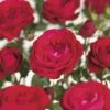 FLORASELF® Rozenstruik Rosa Red Meilove C5 Rood 1 FLORASELF® Rozenstruik Rosa Red Meilove C5 Rood -FLORASELF Verkoop DV 8 6069467 01 4c NL 20170516112724
