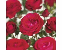 FLORASELF® Rozenstruik Rosa Red Meilove C5 Rood