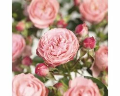 FLORASELF® Rozenstruik Rosa Meilove C5 Roze