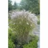 FLORASELF® Prachtriet Miscanthus Sinensis 'Siveren Spin' Potmaat Ø19 Cm -FLORASELF Verkoop DV 8 6103253 01 4c DE 20180209001146