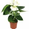FLORASELF® Flamingoplant Anthurium Sierra Wit Potmaat Ø 12 Cm 1 FLORASELF® Flamingoplant Anthurium Sierra Wit Potmaat Ø 12 Cm -FLORASELF Verkoop DV 8 6150338 01 4c DE 20161201120948