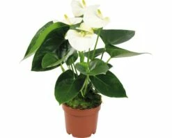 FLORASELF® Flamingoplant Anthurium Sierra Wit Potmaat Ø 12 Cm