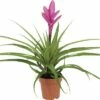 FLORASELF® Luchtplant Tillandsia Antonio Roze Potmaat Ø 12 Cm 2 FLORASELF® Luchtplant Tillandsia Antonio Roze Potmaat Ø 12 Cm -FLORASELF Verkoop DV 8 6150339 01 4c DE 20180525130945
