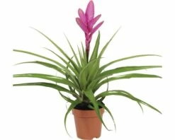 FLORASELF® Luchtplant Tillandsia Antonio Roze Potmaat Ø 12 Cm