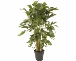 FLORASELF Caryota Palm Ø27 Cm H125 Cm