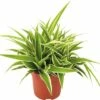 FLORASELF® Graslelie "Chlorophytum Comosum Ocean" Potmaat Ø 10,5 Cm 1 FLORASELF® Graslelie "Chlorophytum Comosum Ocean" Potmaat Ø 10,5 Cm -FLORASELF Verkoop DV 8 6186226 01 4c DE 20170608191845