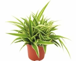 FLORASELF® Graslelie "Chlorophytum Comosum Ocean" Potmaat Ø 10,5 Cm