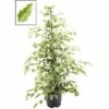 FLORASELF Ficus Twilight Ø21 Cm H105 Cm -FLORASELF Verkoop DV 8 6186235 01 4c DE 20171002102935