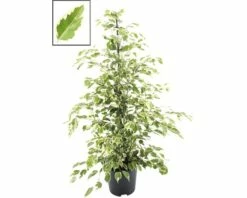 FLORASELF Ficus Twilight Ø21 Cm H105 Cm