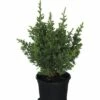 FloraSelf Californische Cipres Chamaecyparis Lawsoniana 'Little Spire' Potmaat Ø 13 Cm H 20-25 Cm -FLORASELF Verkoop DV 8 6196416 01 4c DE 20180127161420