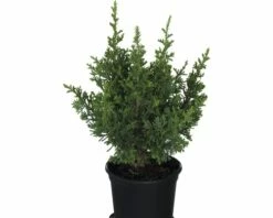 FloraSelf Californische Cipres Chamaecyparis Lawsoniana 'Little Spire' Potmaat Ø 13 Cm H 20-25 Cm